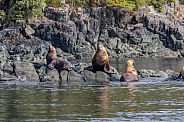 Stellar Sea Lions