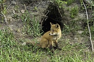 Red Fox Kit in Alaska