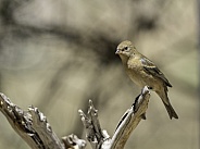 Lazuli Bunting Female in Arizona