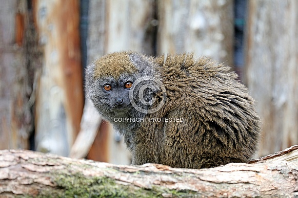 Bamboo lemur (Hapalemur) Bamboo lemur (Hapalemur)