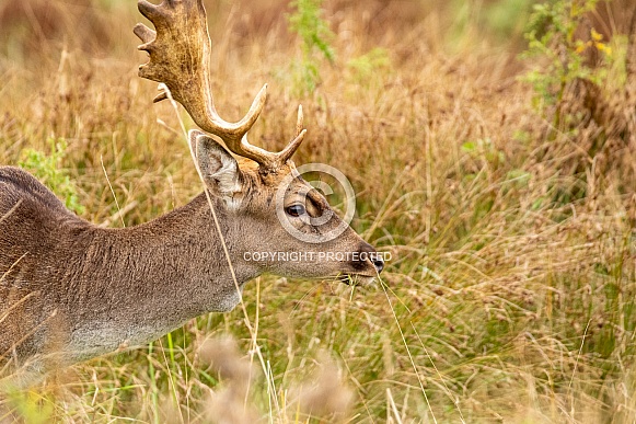 fallow deer