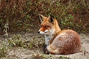 Red Fox in nature