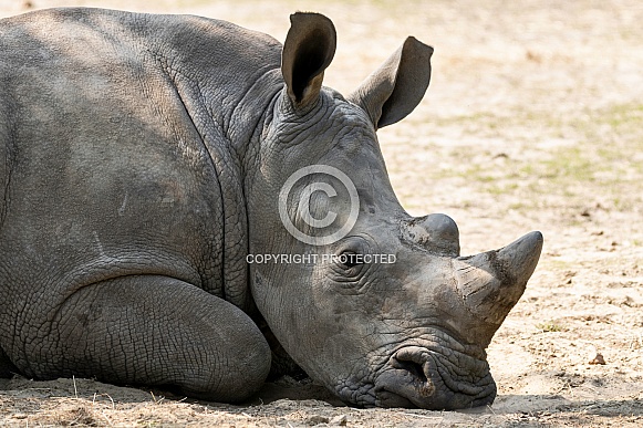 Young White Rhino Lying Down Resting