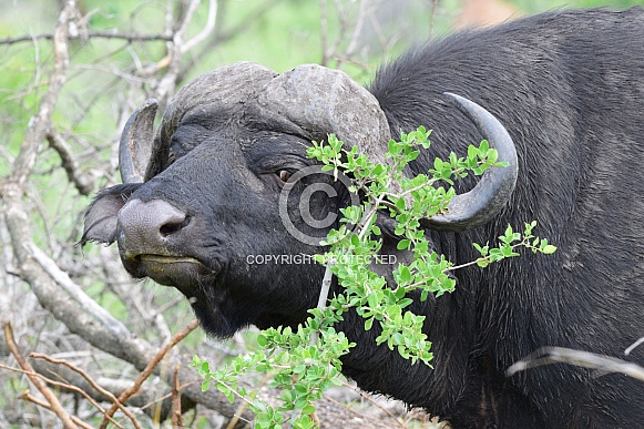 African Cape Buffalo African Cape Buffalo