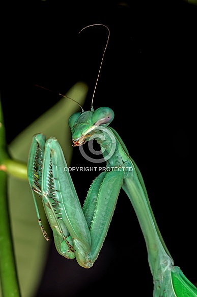 Praying Mantis