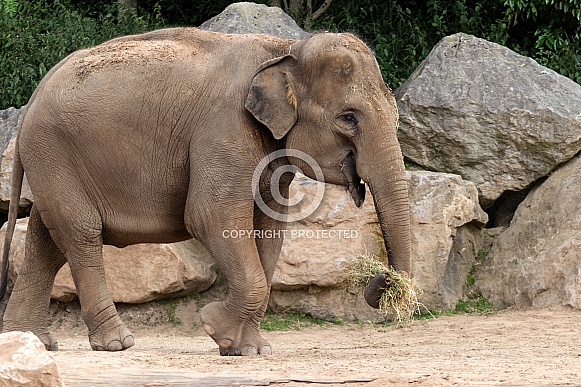 Asian Elephant full body