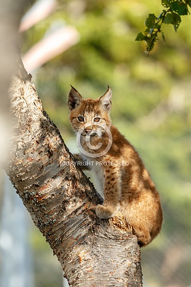 Lynx cub