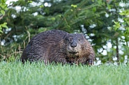 Beaver in nature