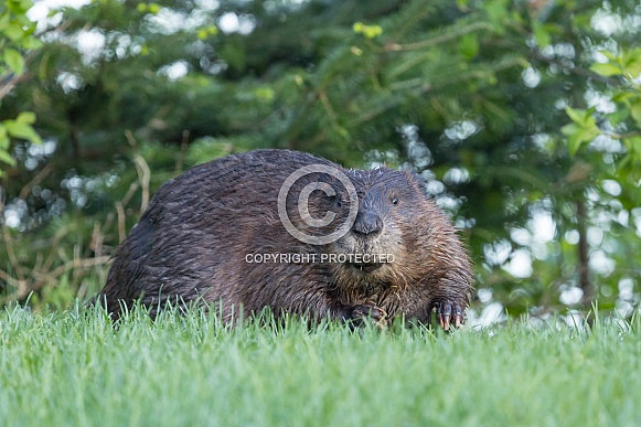 Beaver in nature