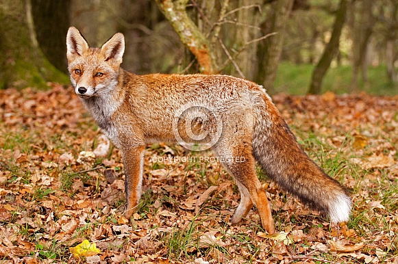 Red Fox (vulpesvulpes)