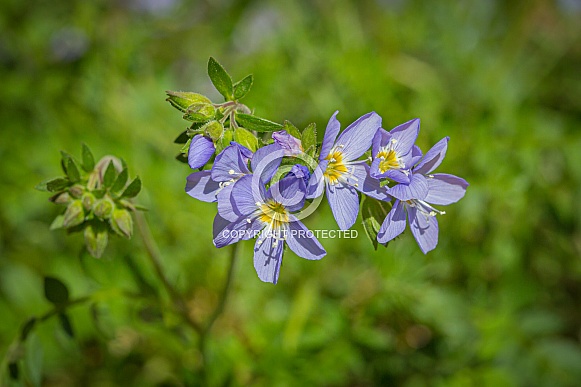 Jacob's Ladder Wild in Alaska