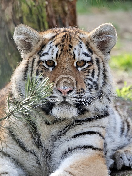 Amur Tiger