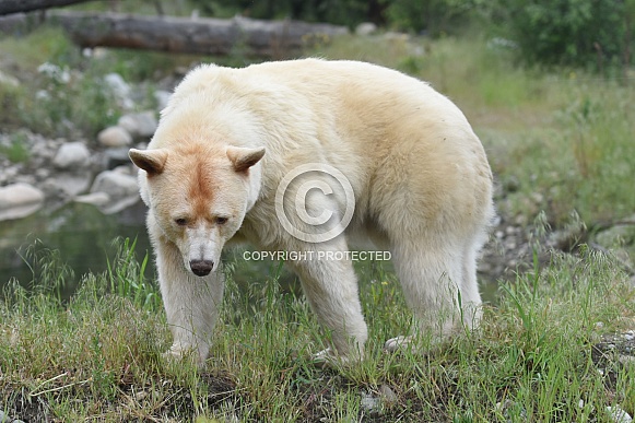 Kerrmode (Spirit) Bear Kerrmode (Spirit) Bear