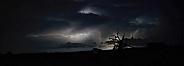 lightning strike with old dead live oak tree silhouette