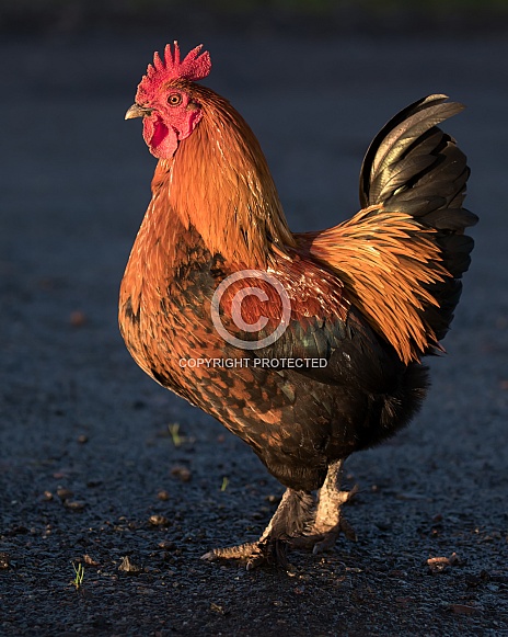 Welsummer Cockerel