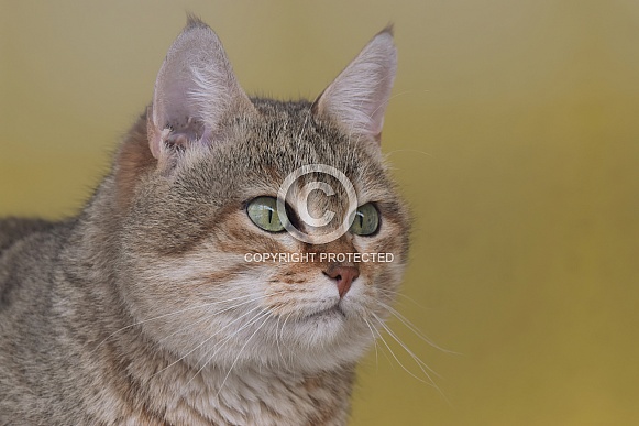 Arabian wildcat Arabian wildcat