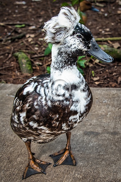 Crested Duck Crested Duck