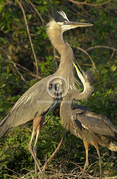 Great Blue Heron with nestling