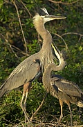 Great Blue Heron with nestling