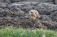 The short-eared owl (Asio flammeus)