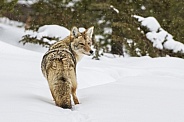 Coyote