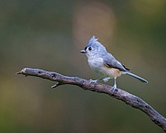 Tufted Titmouse