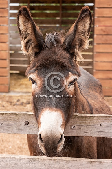 Donkey Head Shot Portrait