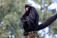 Red-faced spider monkey (Ateles paniscus)