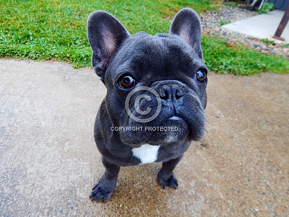 French Bull Dog