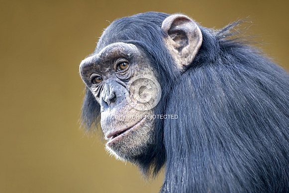 chimpanzee chimpanzee