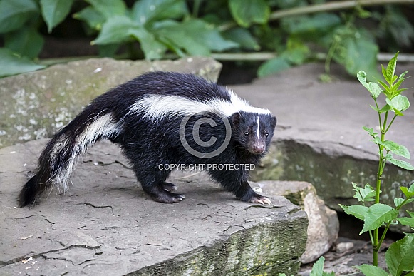 Striped skunk (Mephitis mephitis) Striped skunk (Mephitis mephitis)