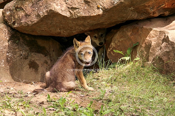 Wolf and Wolf Pups