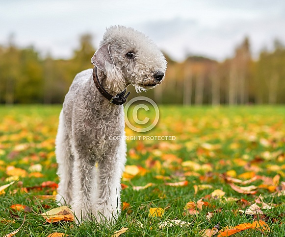 Bedlington Terrier Bedlington Terrier