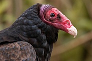 Turkey Vulture Side Profile Close Up