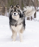 Husky breed dog in the snow