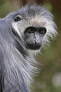 King Colobus (Colobus Polykomos)