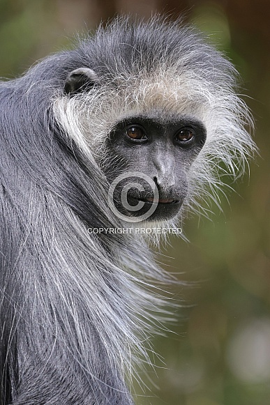 King Colobus (Colobus Polykomos) King Colobus (Colobus Polykomos)