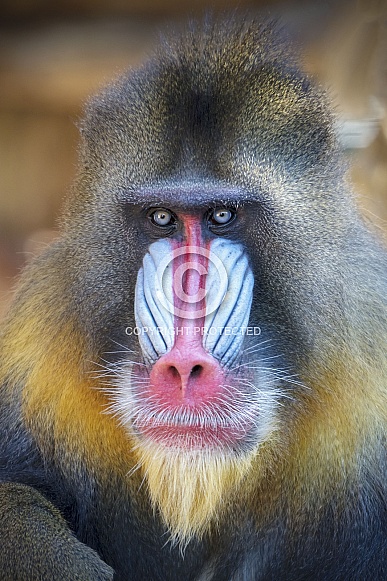 Mandrill (Mandrillus sphinx)