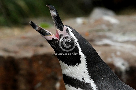 Humboldt penguin Humboldt penguin
