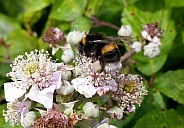 Buff-Tailed Bumble Bee