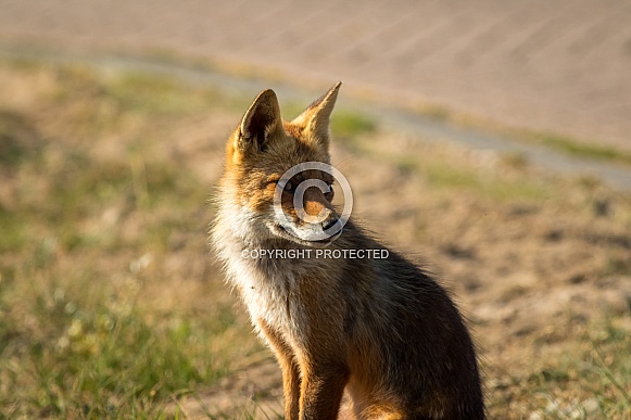 Red fox in the dunes on a summer evening Red fox in the dunes on a summer evening