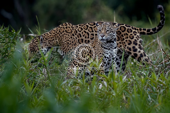 American jaguar in the nature habitat