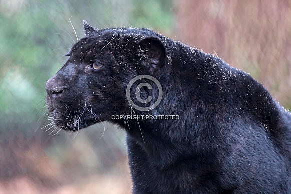 Jaguar (Panthera Onca) Jaguar (Panthera Onca)