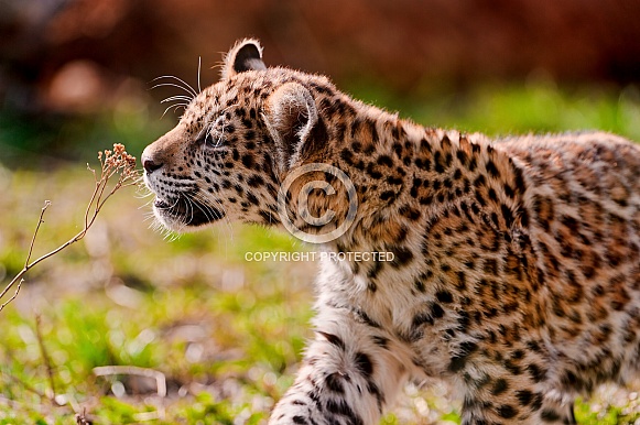 Leopard Cub