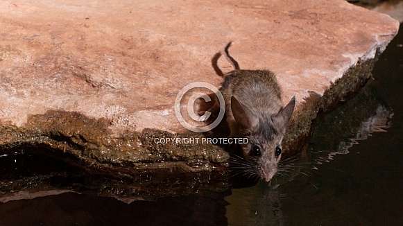 White Footed Mouse, Peromyscus leucopus