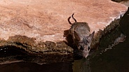 White Footed Mouse, Peromyscus leucopus