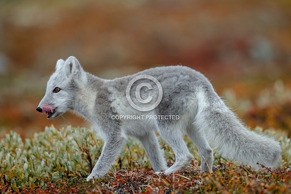Arctic fox