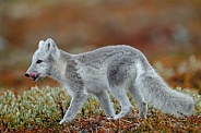 Arctic fox