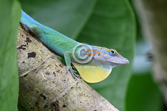 Anolis marmoratus