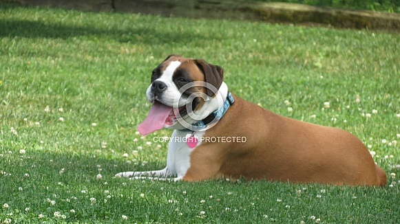 Boxer